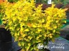 Raugerškis tunbergo ,Summer Sunset' (lot. Berberis thunbergii) -c2
